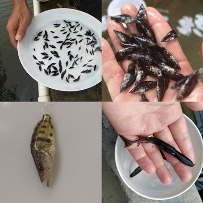 桂花魚苗價(jià)格分析，市場走勢、品種差異及影響因素探討