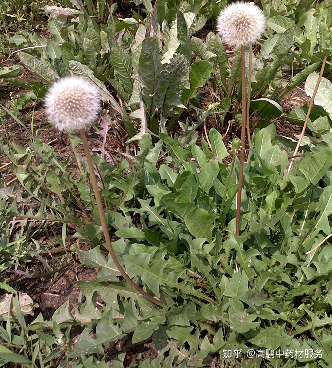 蒲公英行情,蒲公英行情，隨風(fēng)起舞，成就無限可能