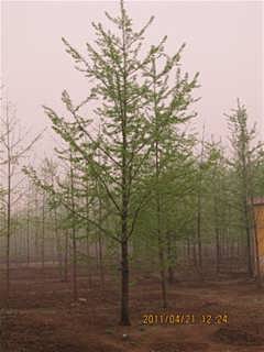 銀杏樹苗最新價(jià)格匯總表