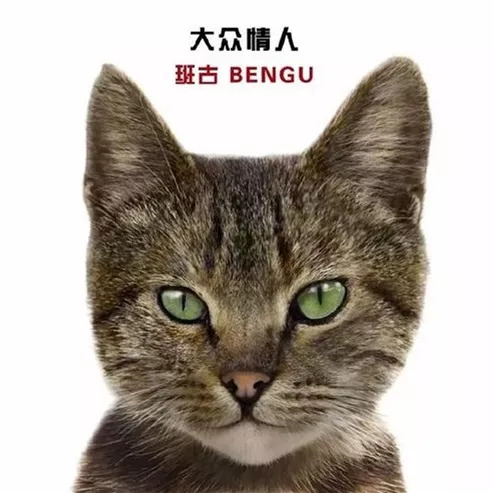 影視貓最新動態(tài)，探討其影響力與未來發(fā)展前景