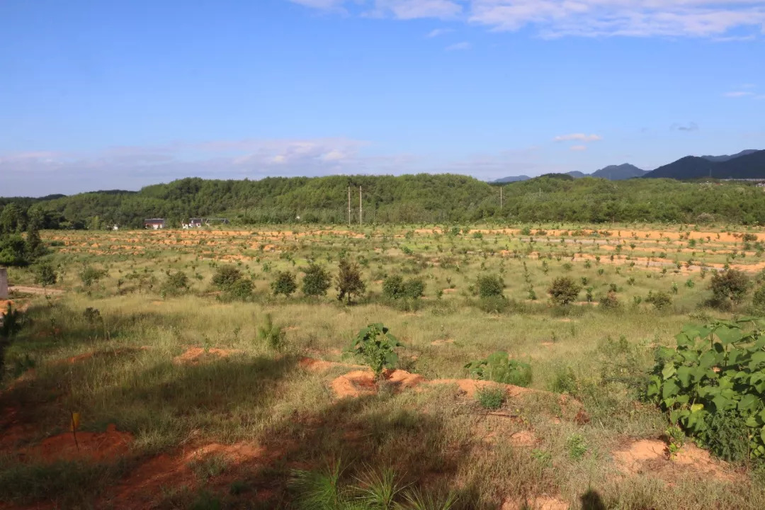 最新鄉(xiāng)愁，心靈的歸宿與時代的交融變遷