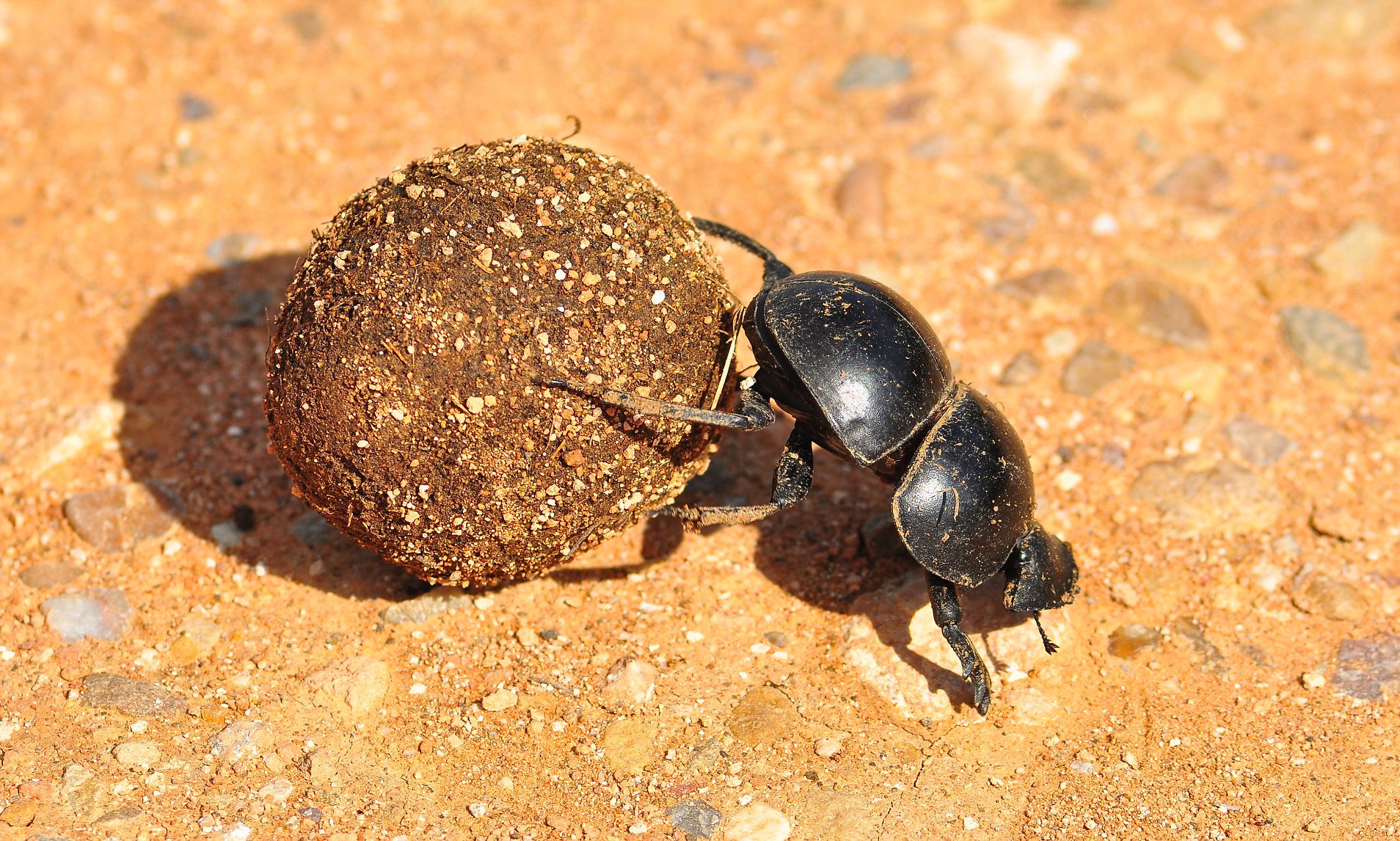 探索自然界新奇跡，最新蟲種揭秘