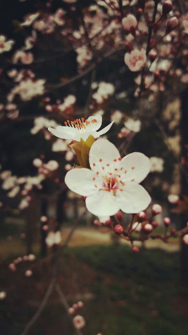 春暖花開最新，時代變遷中的美好記憶重現(xiàn)眼前