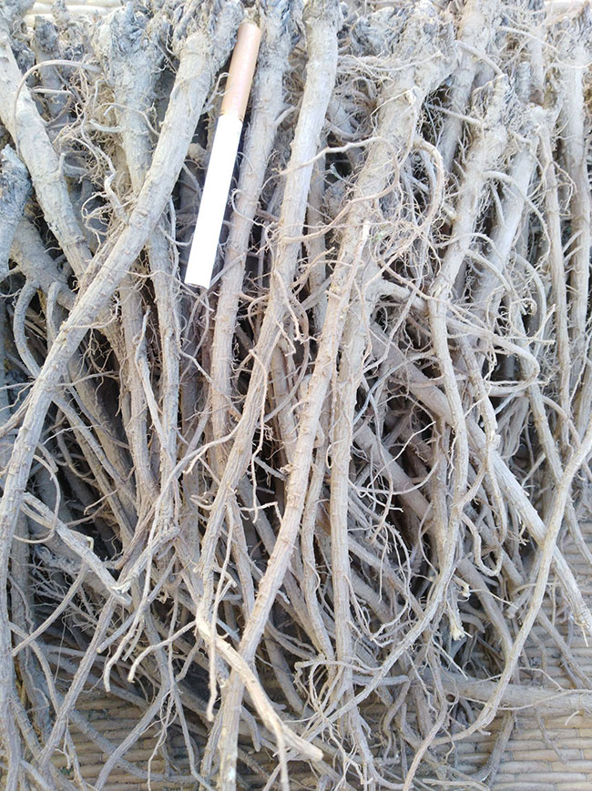 柴胡最新價(jià)格動(dòng)態(tài)與心靈之旅，探尋自然美景與內(nèi)心寧靜的交融