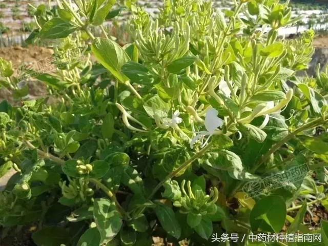 金銀花最新價(jià)格揭秘，小巷深處的秘密寶藏