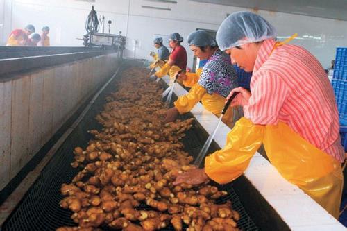 黑埠子大姜最新價格概覽，市場走勢、分析與購買指南